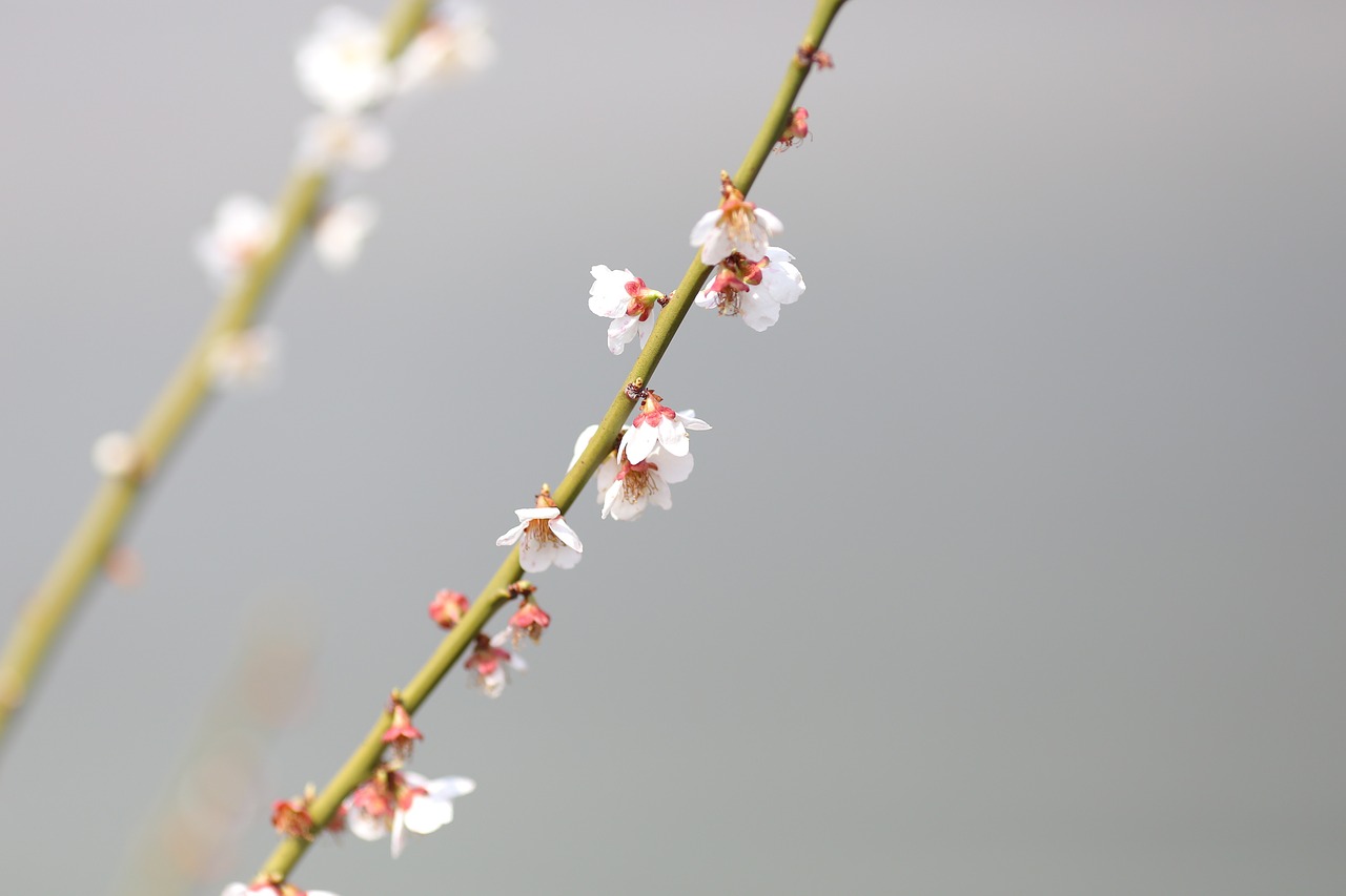 plum  plum tree  plum blossoms free photo