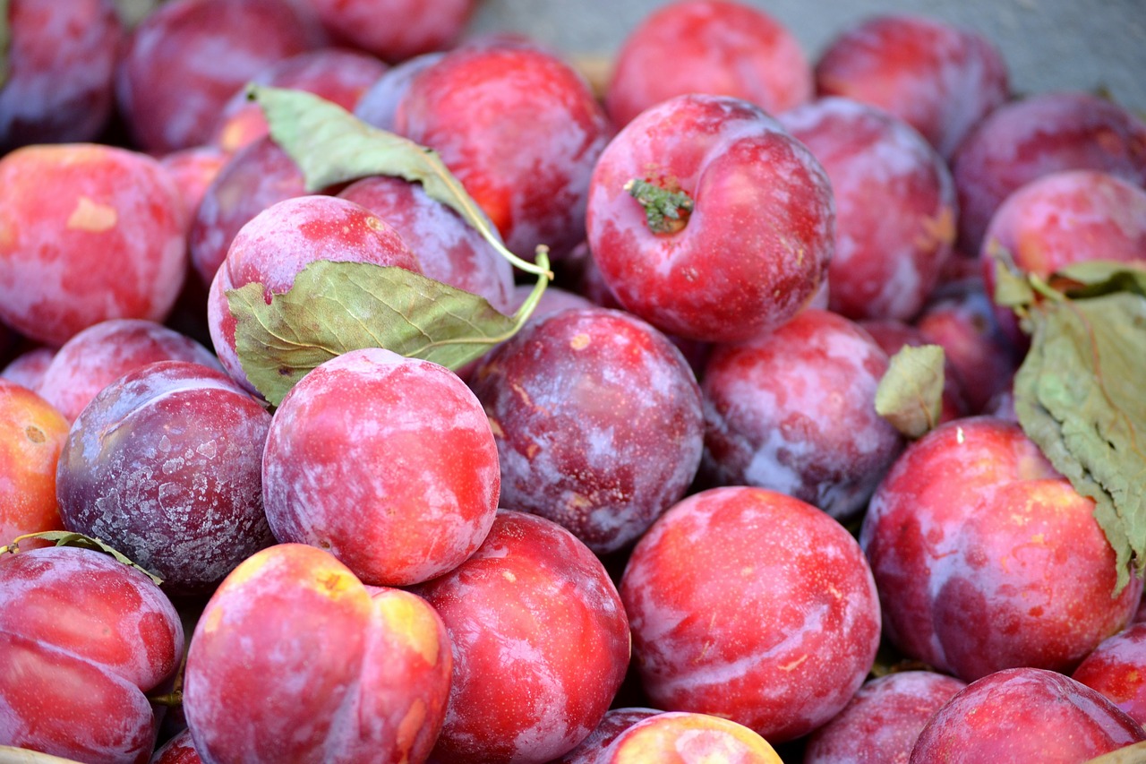 plum  plums  fresh free photo