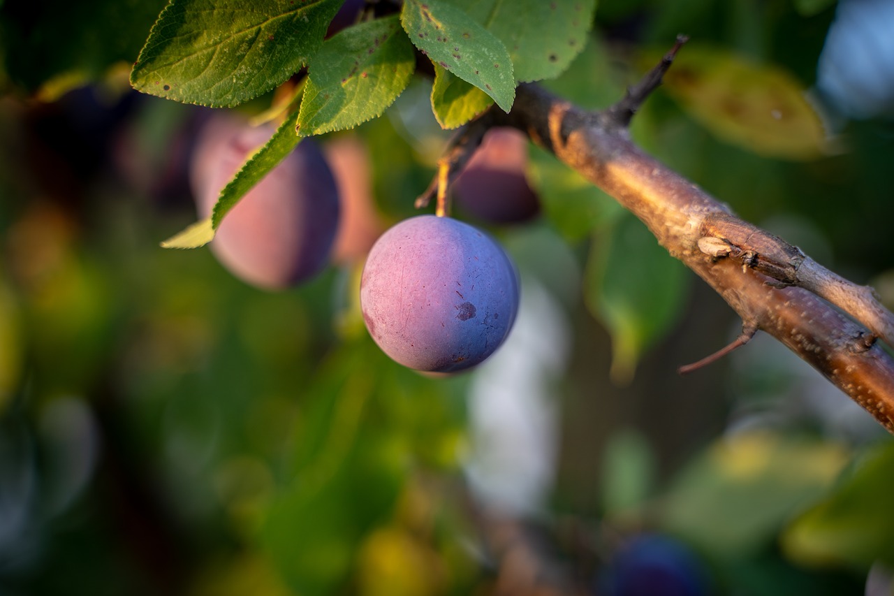 plum  fruit  fruit tree free photo