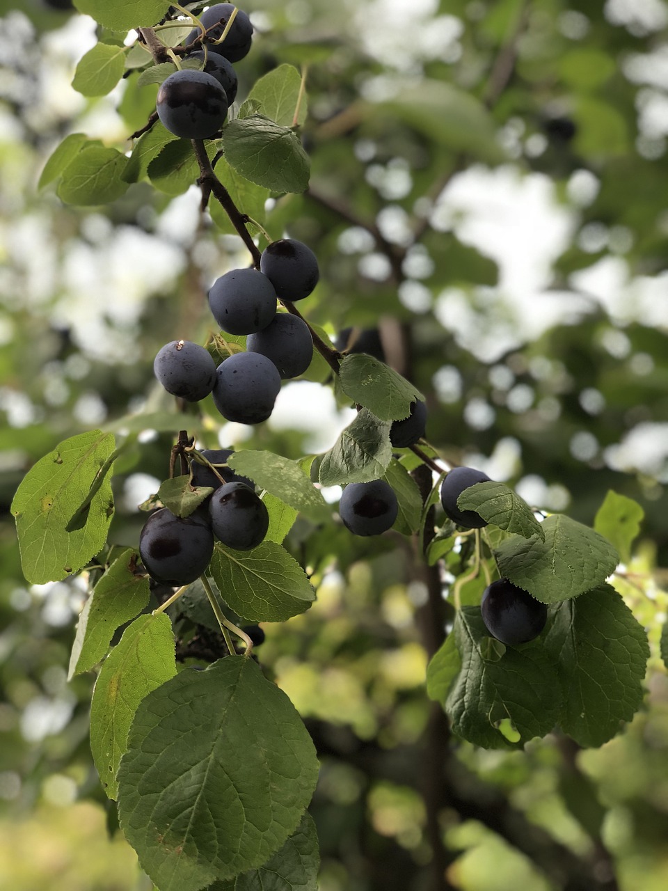 plum  fruits  food free photo