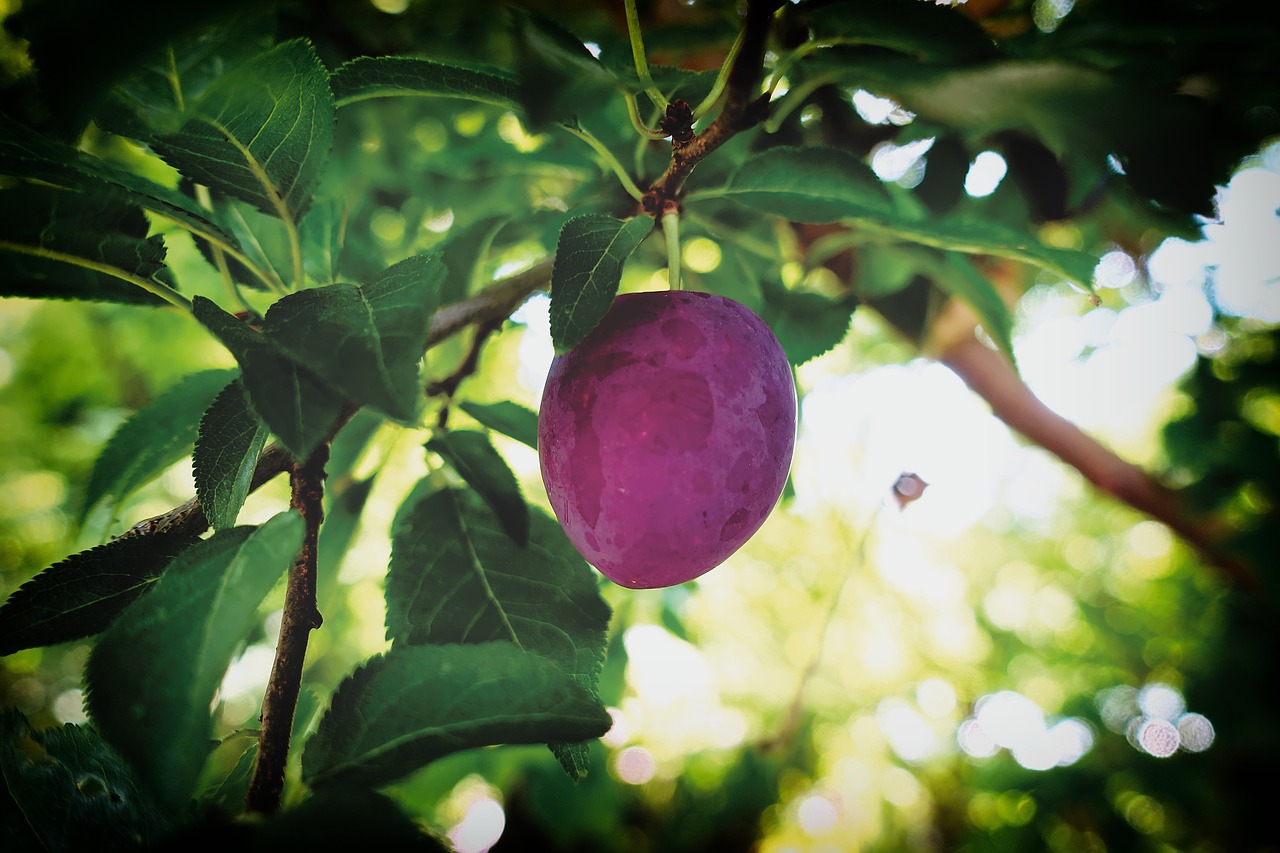 plum  fruit  fruits free photo