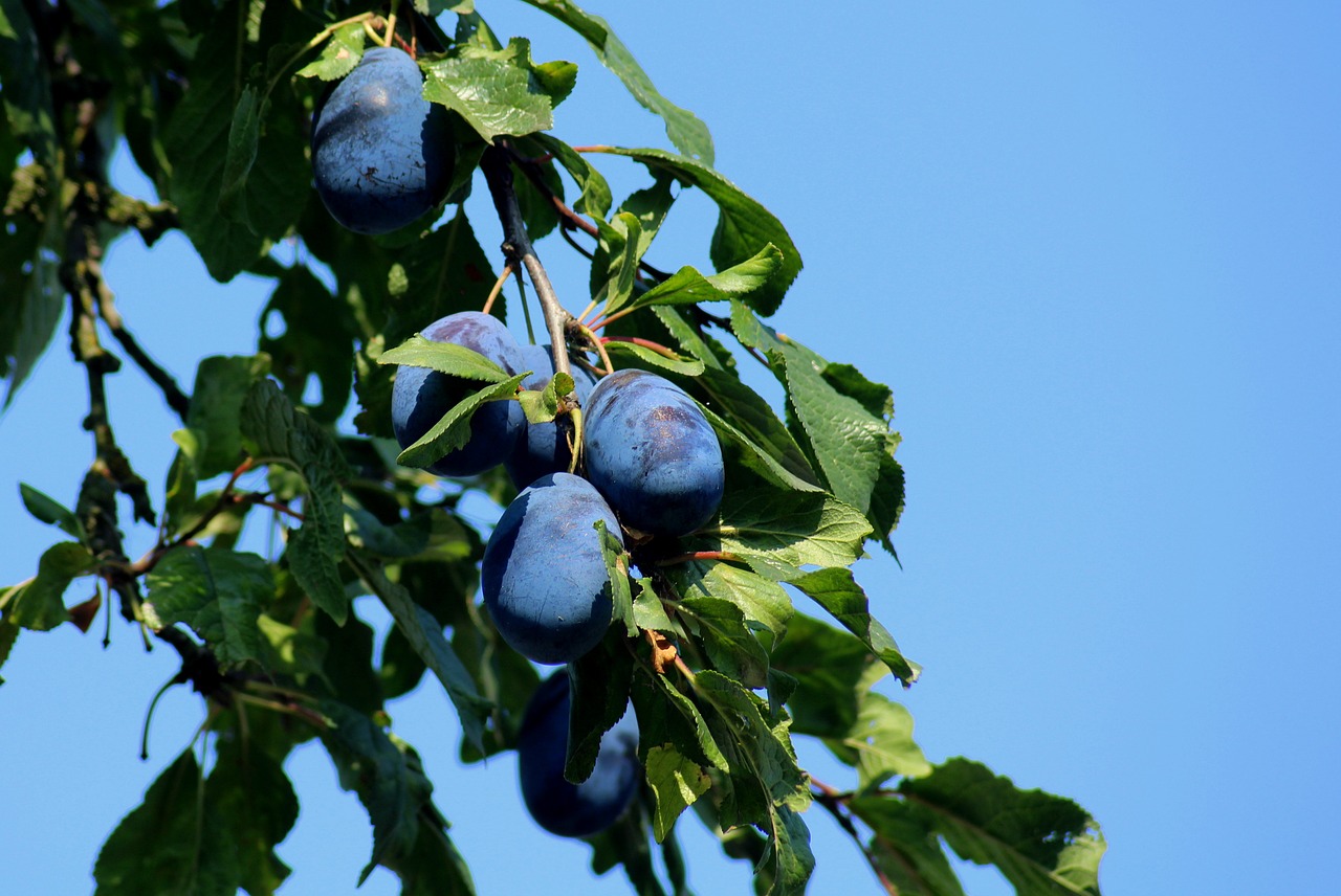 plum  fruit  branch free photo