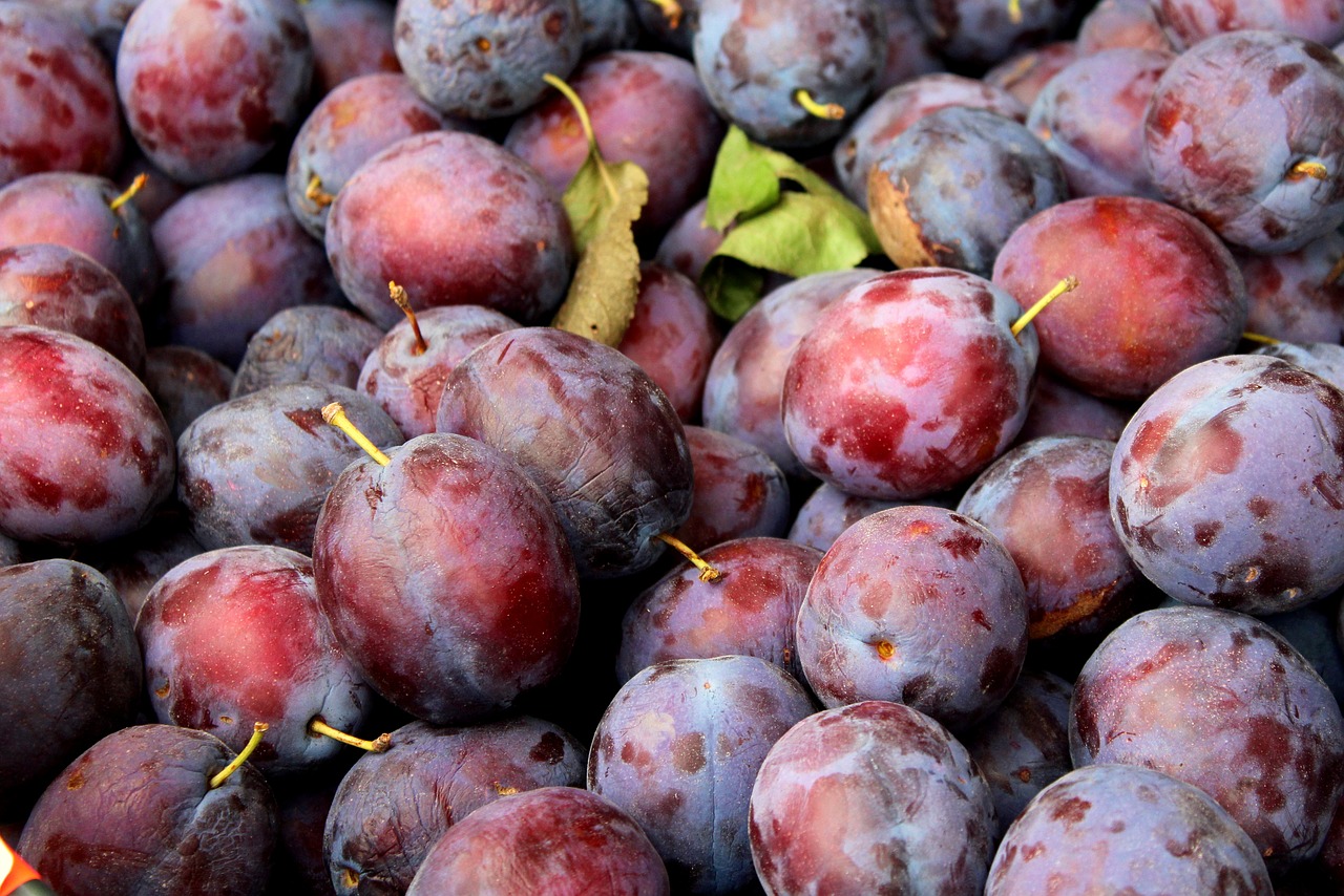 plum  fruit  autumn free photo