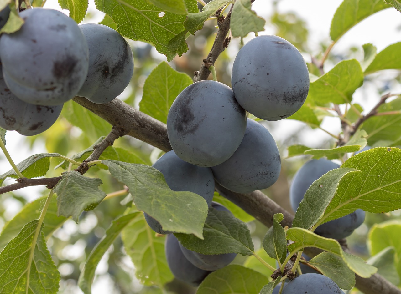 plum  fruit  plum tree free photo