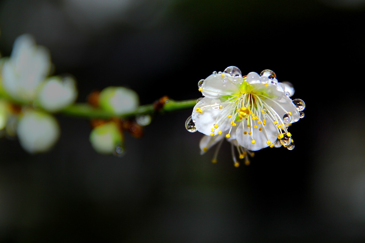 plum  nature  flowers free photo