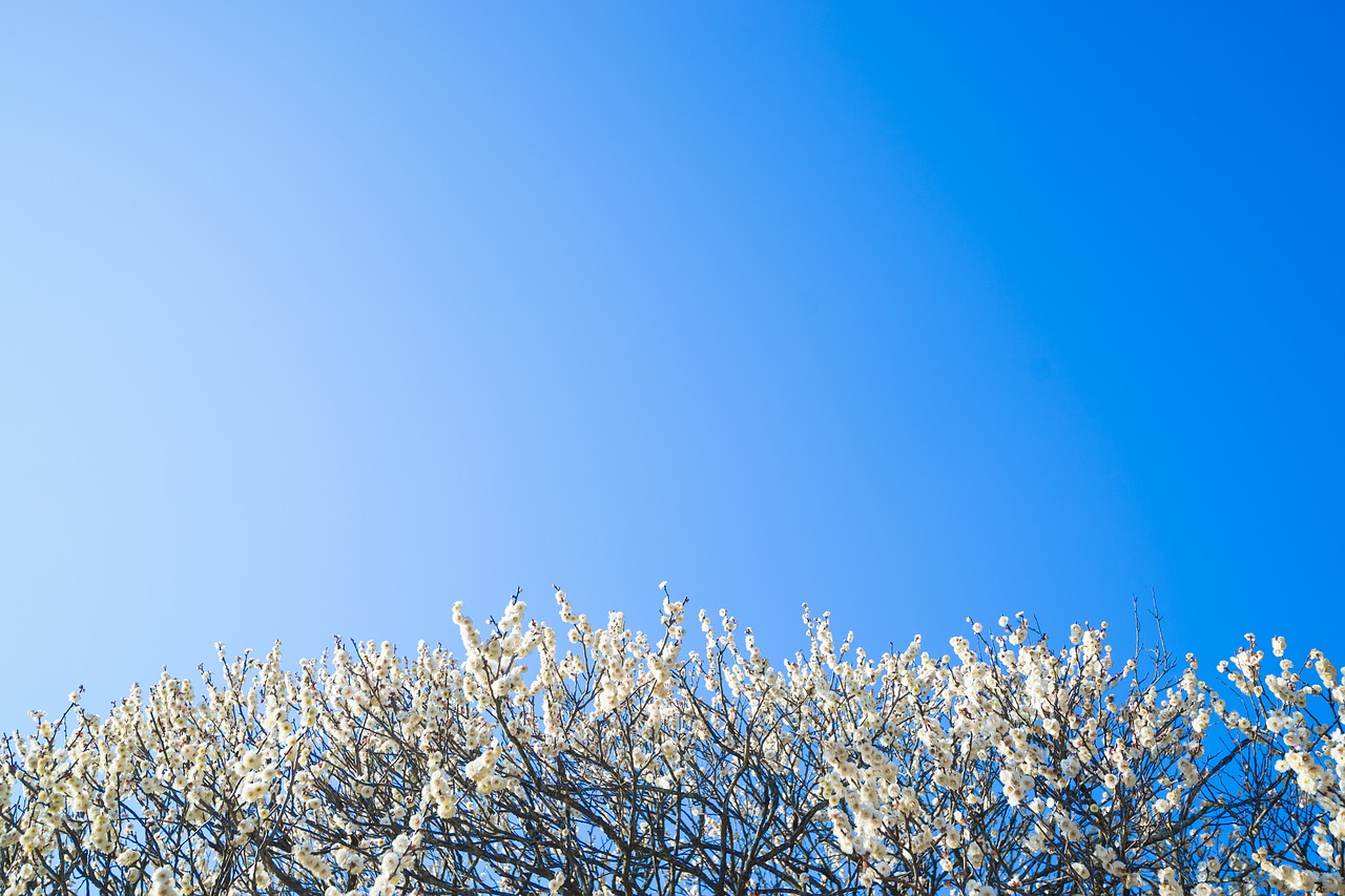 plum  flowers  natural free photo