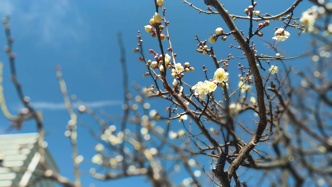 plum  white flowers  early spring free photo