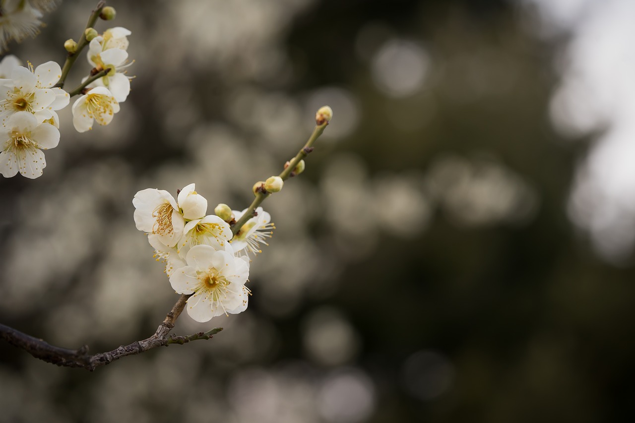 plum  flowers  spring free photo