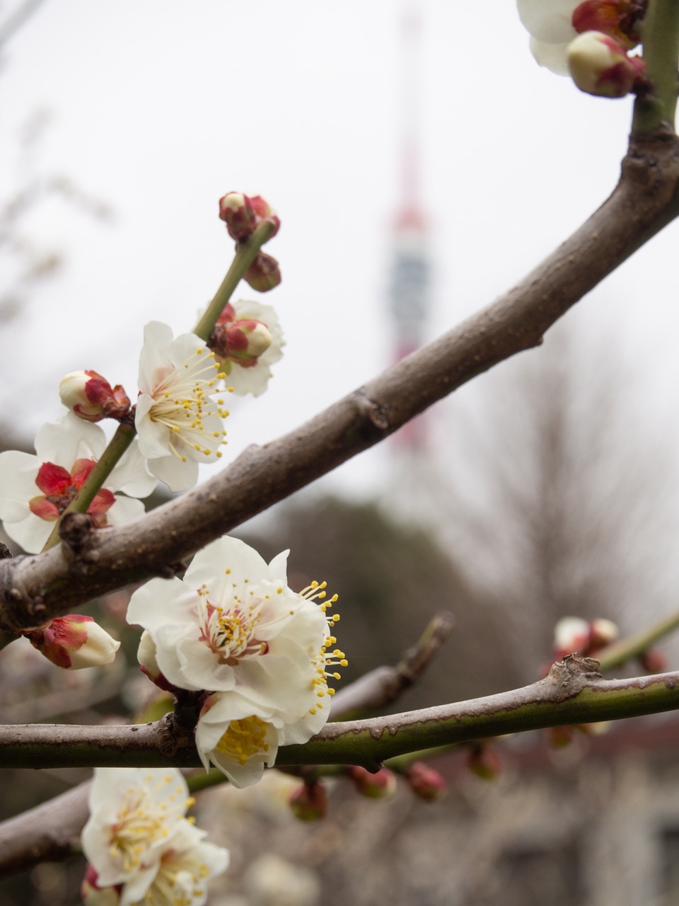 plum  spring  tokyo tower free photo