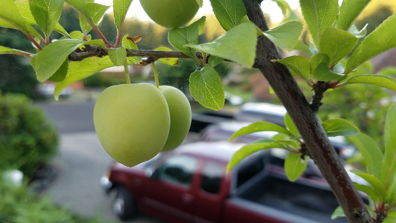 plum  fruit  sweet free photo