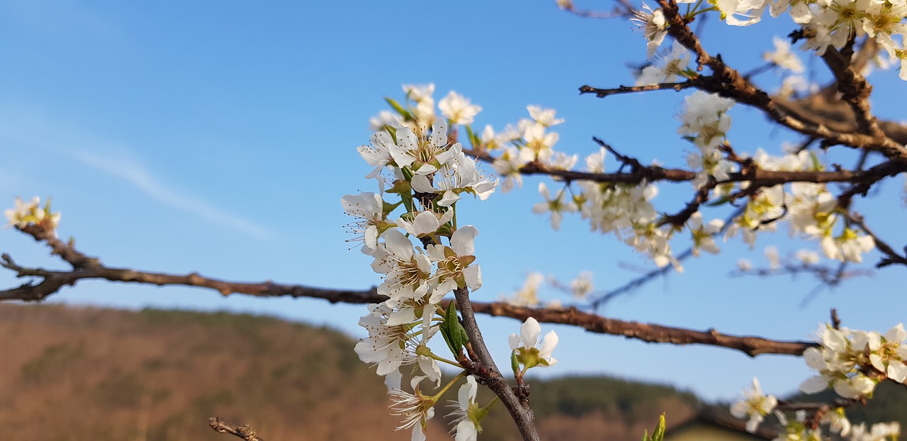 plum  plum flower  flowers free photo