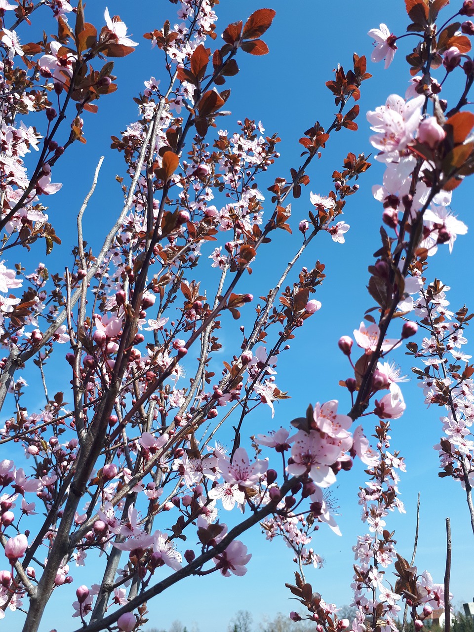 plum  spring  flowers free photo