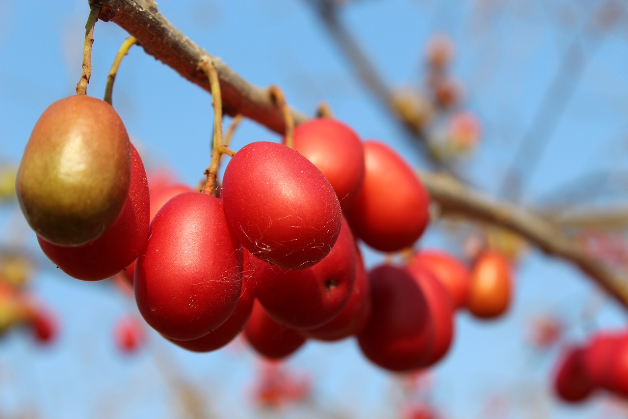 plum  plums  fruit free photo