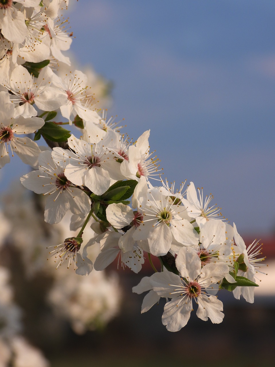 plum  flowers  flowering free photo