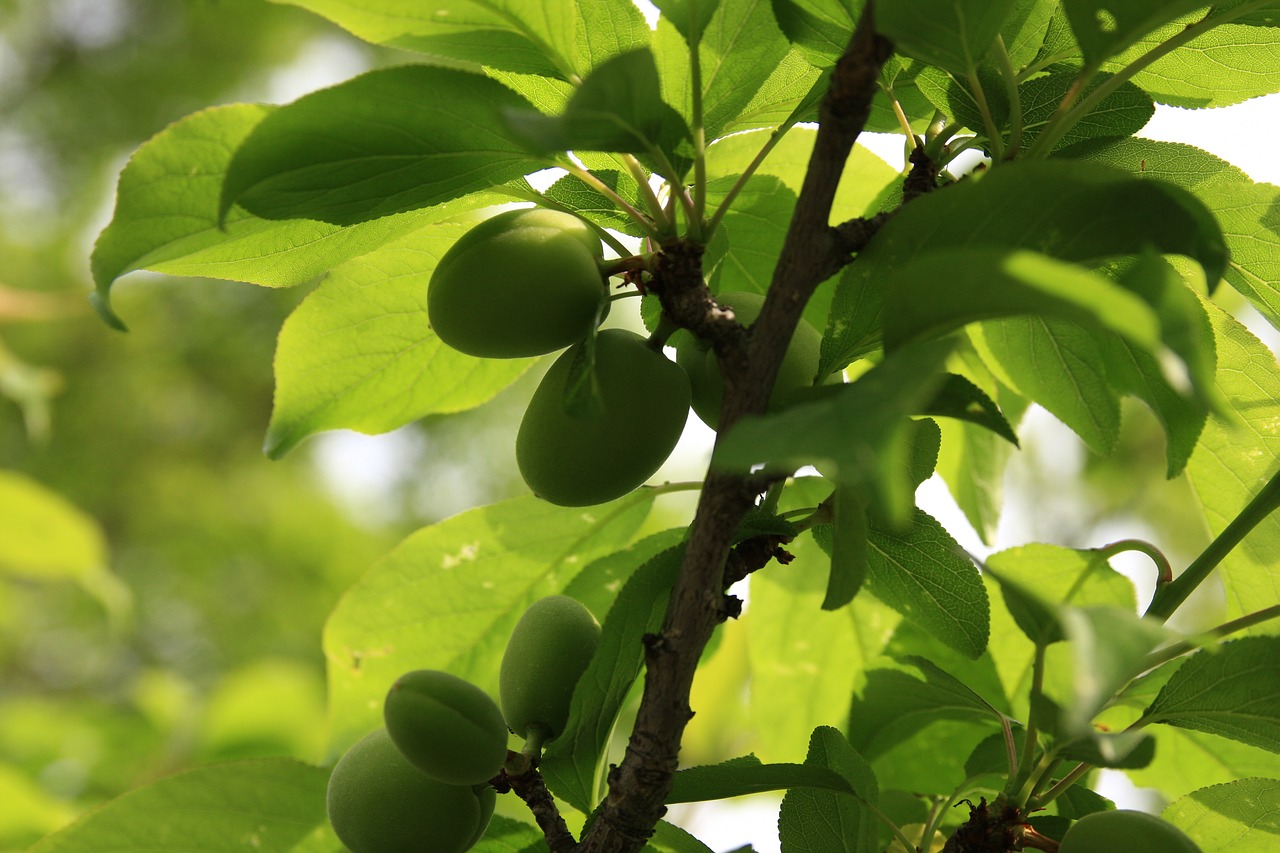 plum  spring  plants free photo