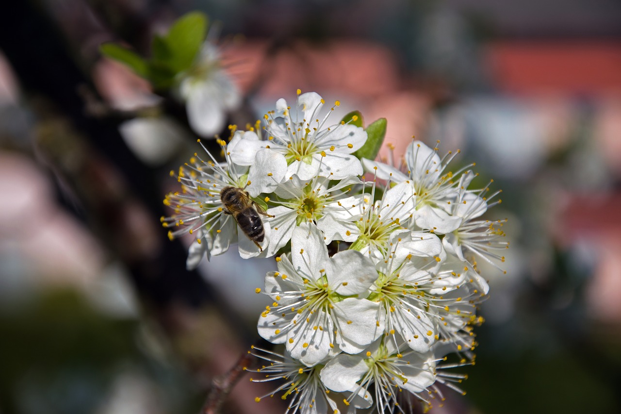 plum  flowers  cluster free photo