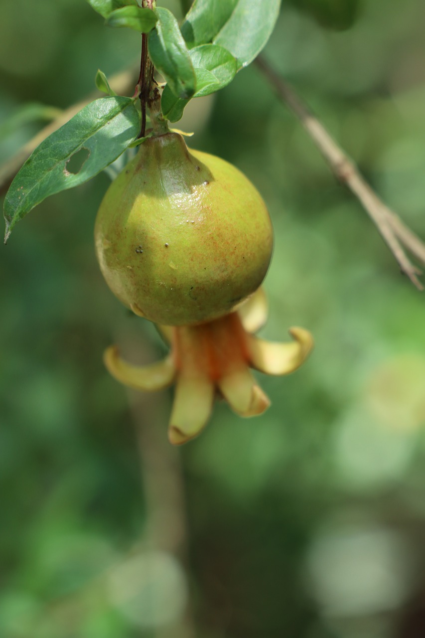 plum  fruit  food free photo