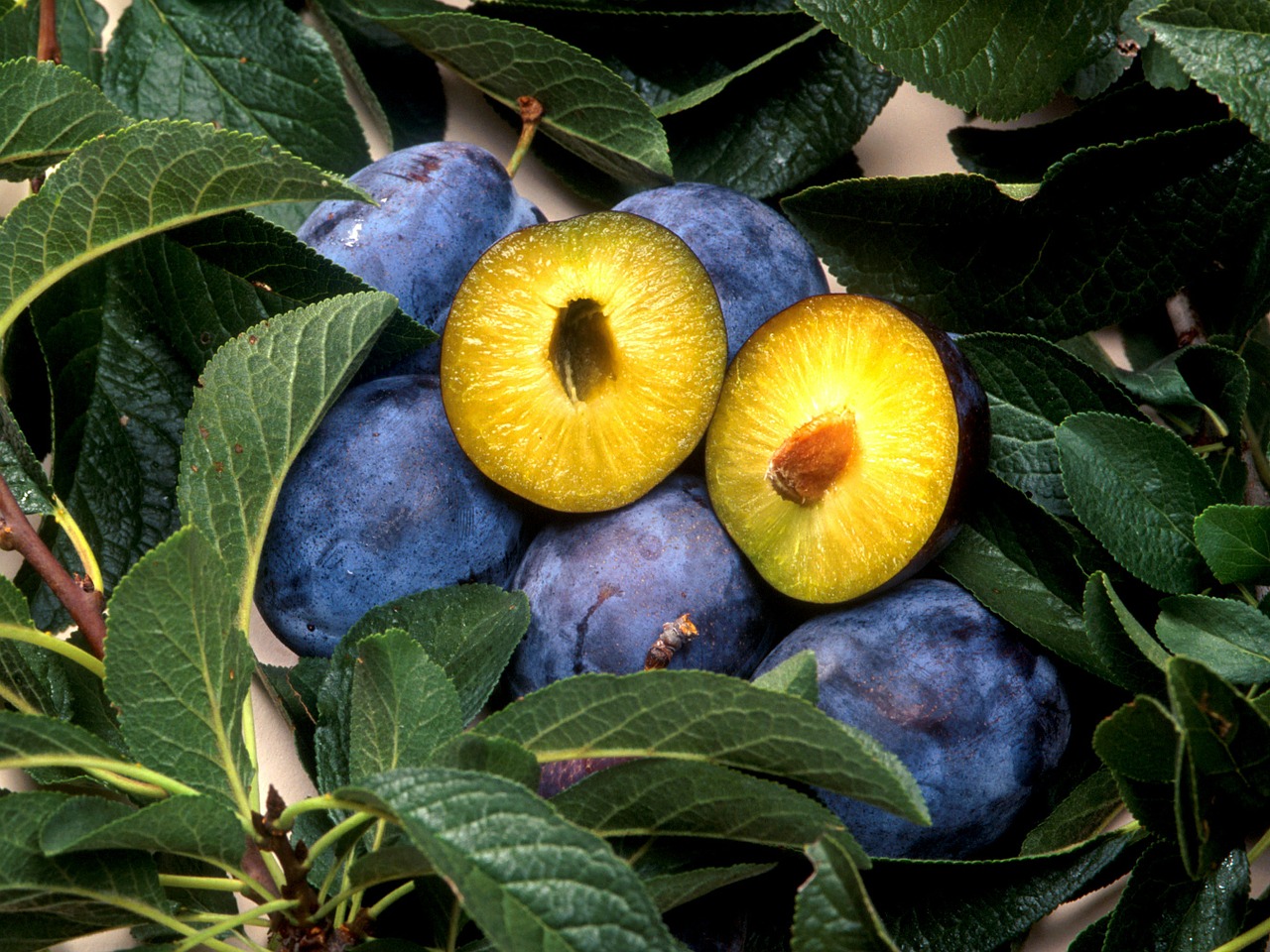 plum plant fruit free photo