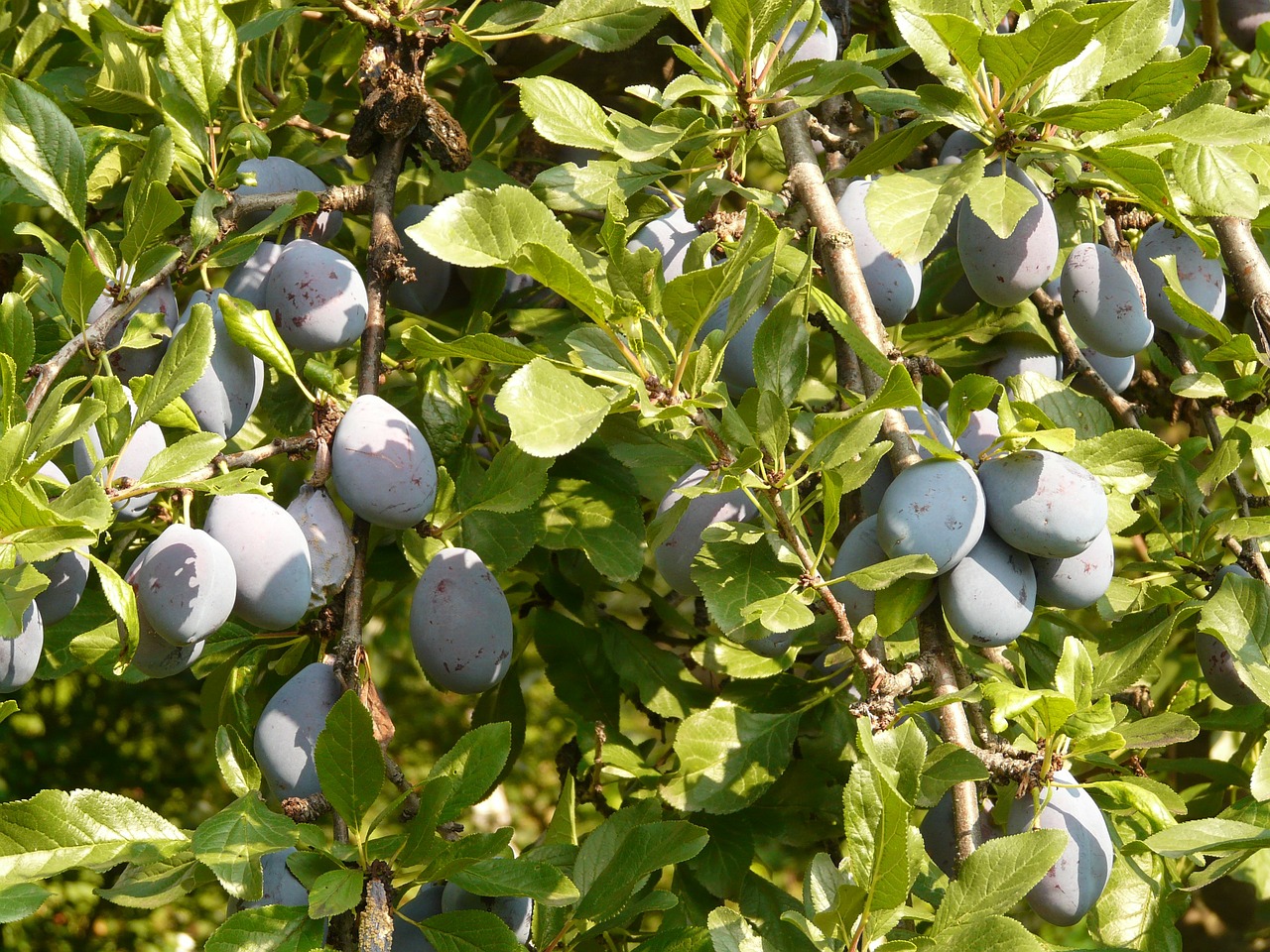 plum fruit blue free photo