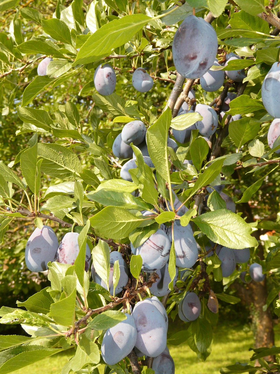 plum fruit blue free photo
