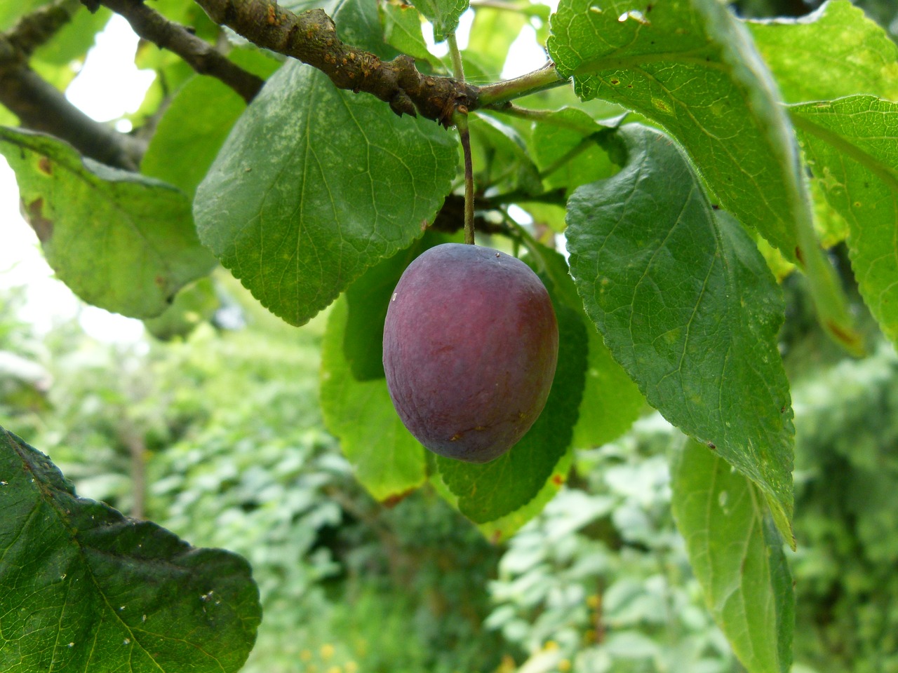 plum tree ripening free photo