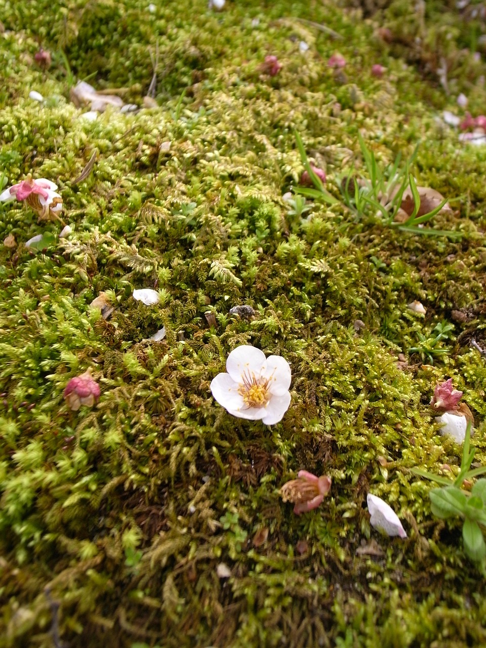 plum moss shedding free photo