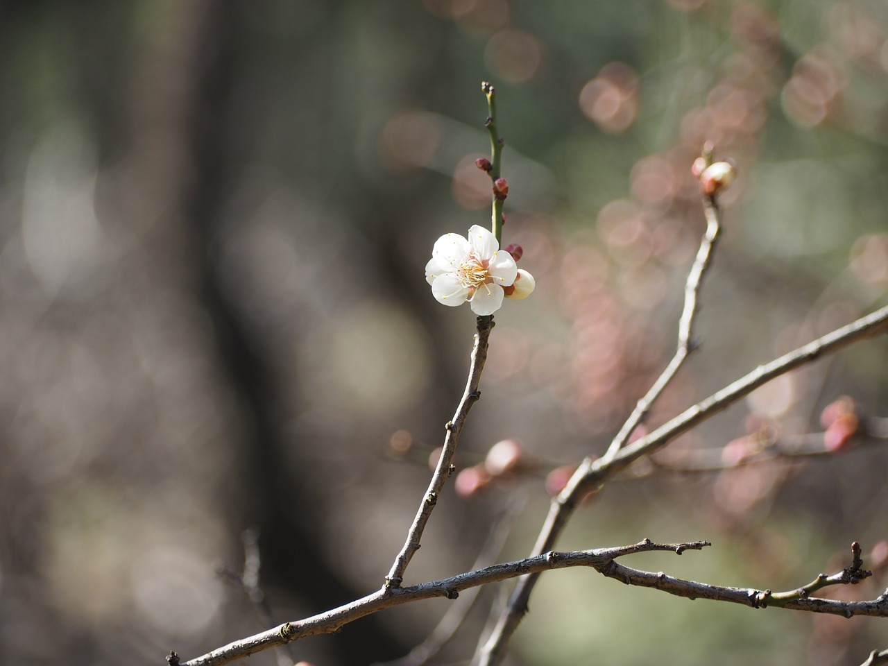 plum spring japan free photo