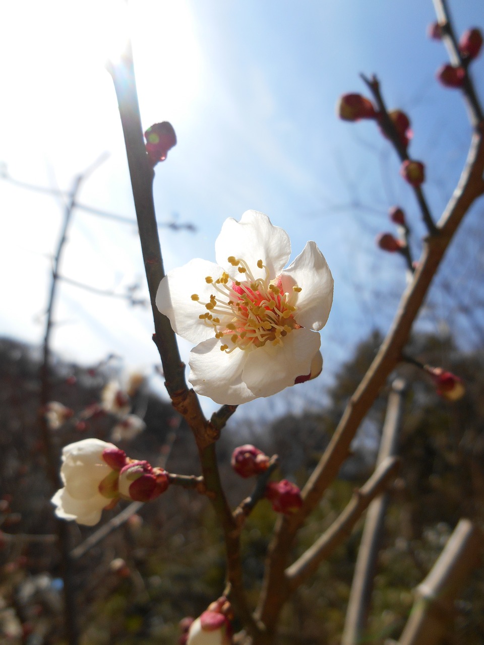 plum flowers of early spring white flowers free photo