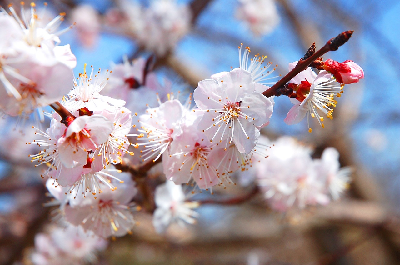 plum park spring free photo