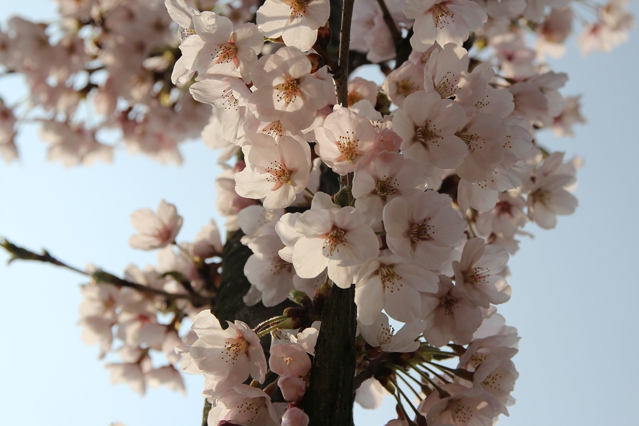 plum flowers spring free photo