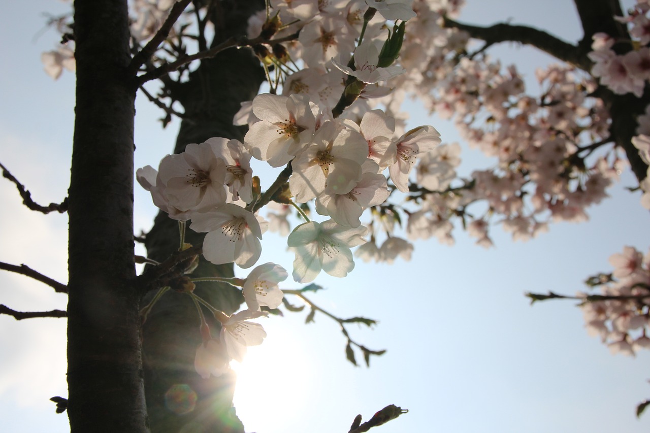 plum flowers spring free photo