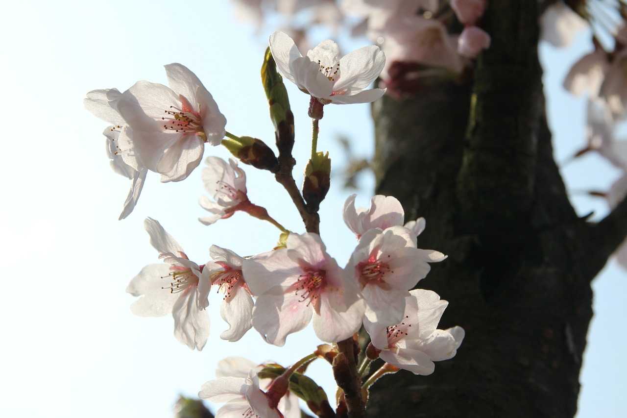 plum flowers spring free photo