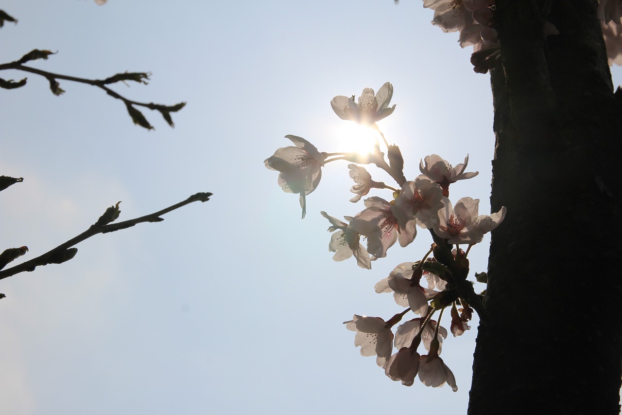 plum flowers spring free photo