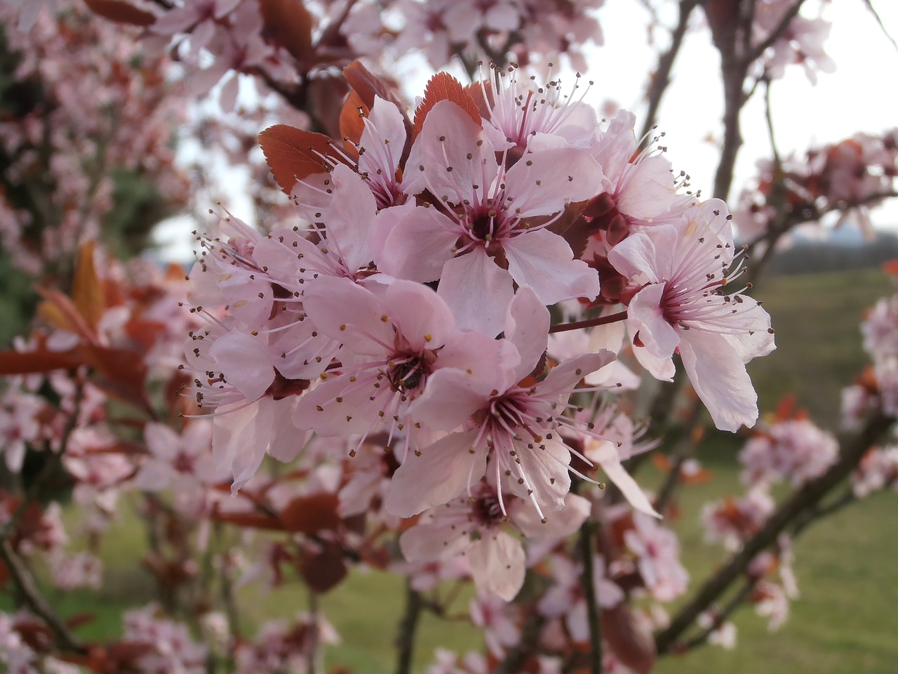 plum tree flower free photo