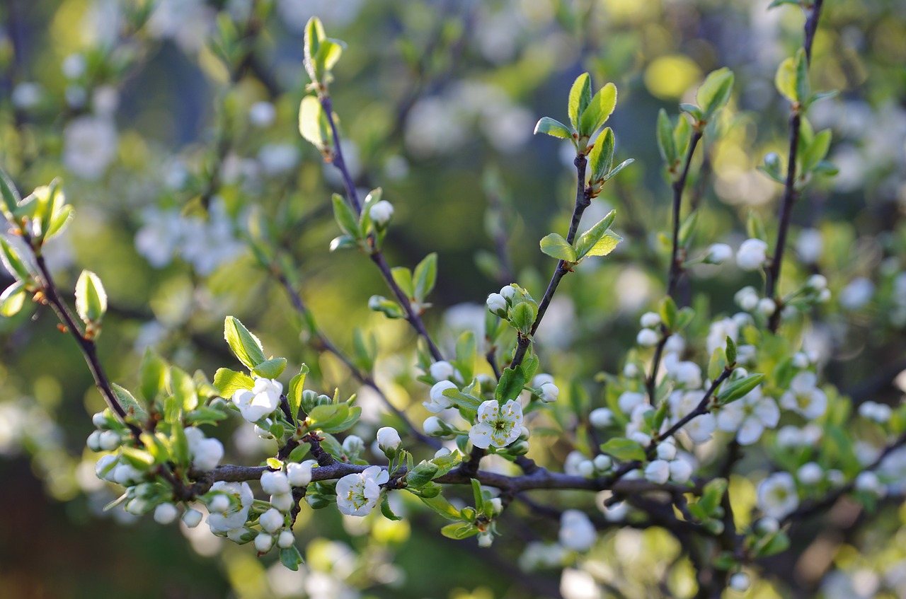 plum spring blooming free photo