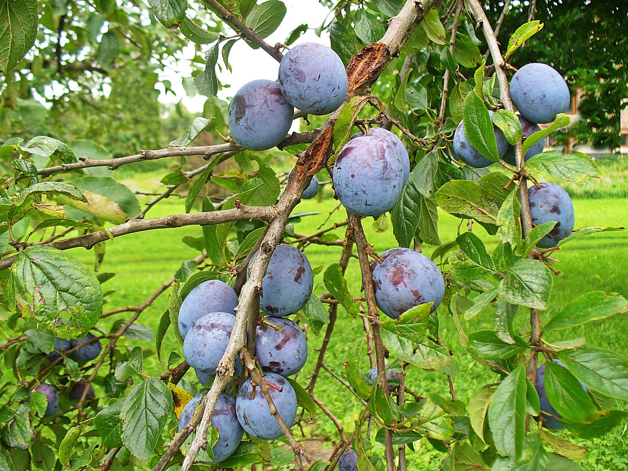 plum fruit fruit growing free photo