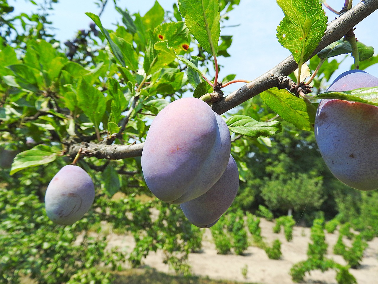 plum plums fruits free photo