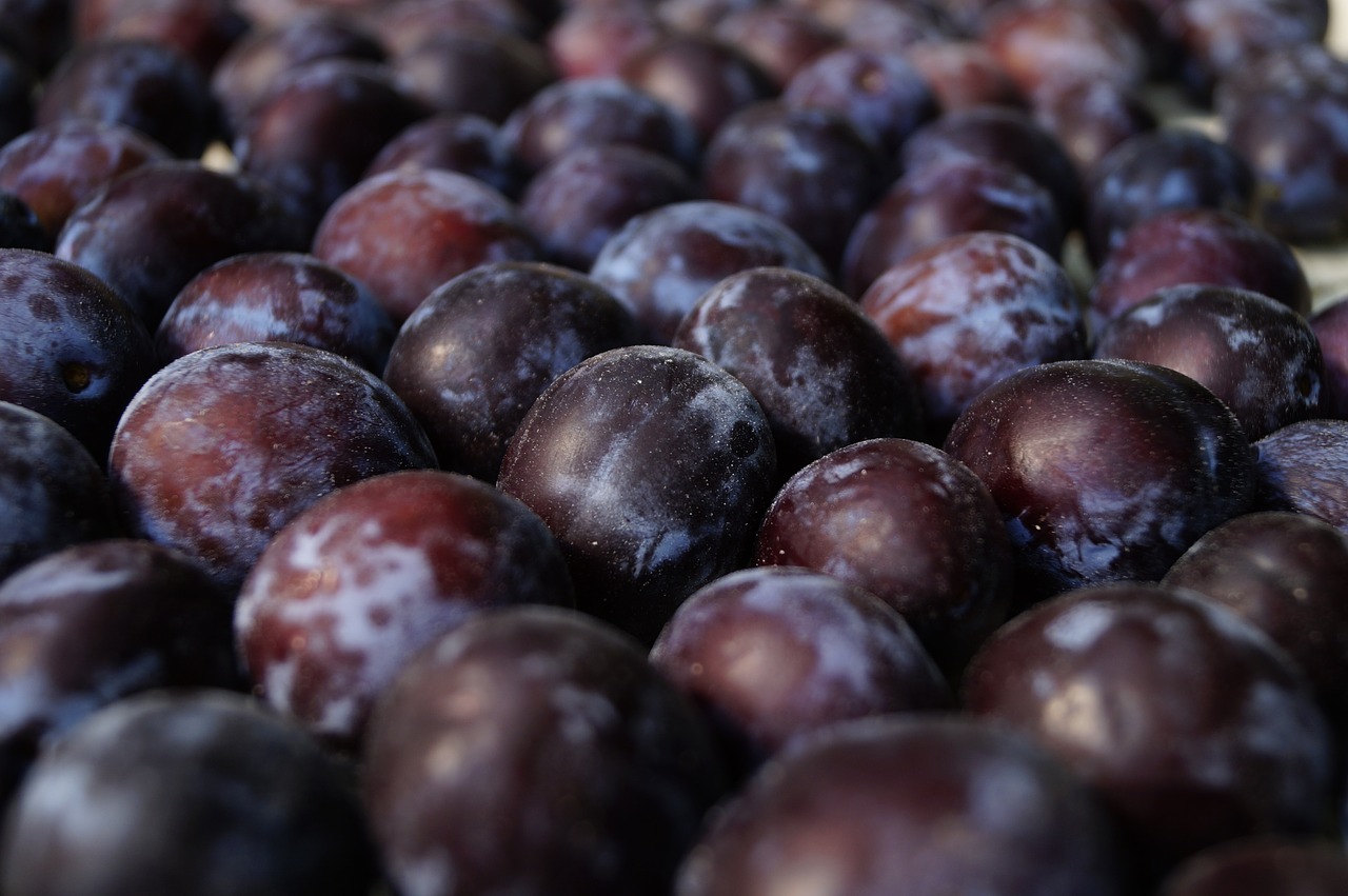 plum fruit red plum free photo