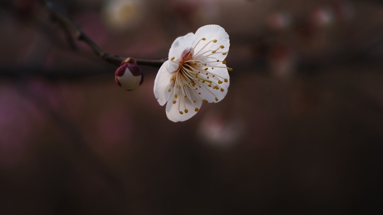 plum hongmae spring flowers free photo