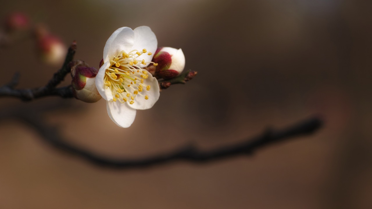 plum hongmae spring flowers free photo