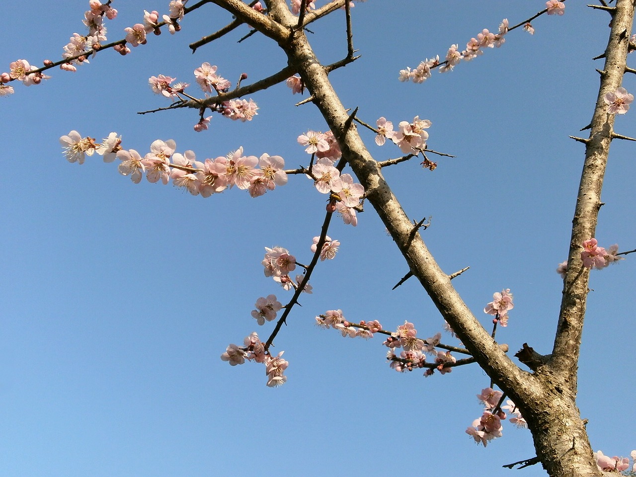 plum plum blossoms pink free photo