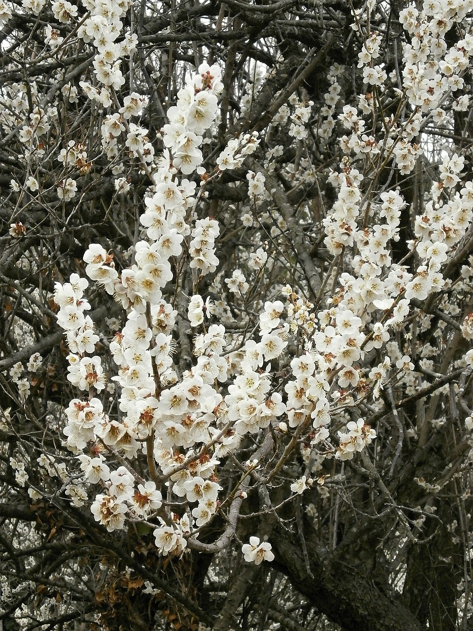 plum plum blossoms white flowers free photo