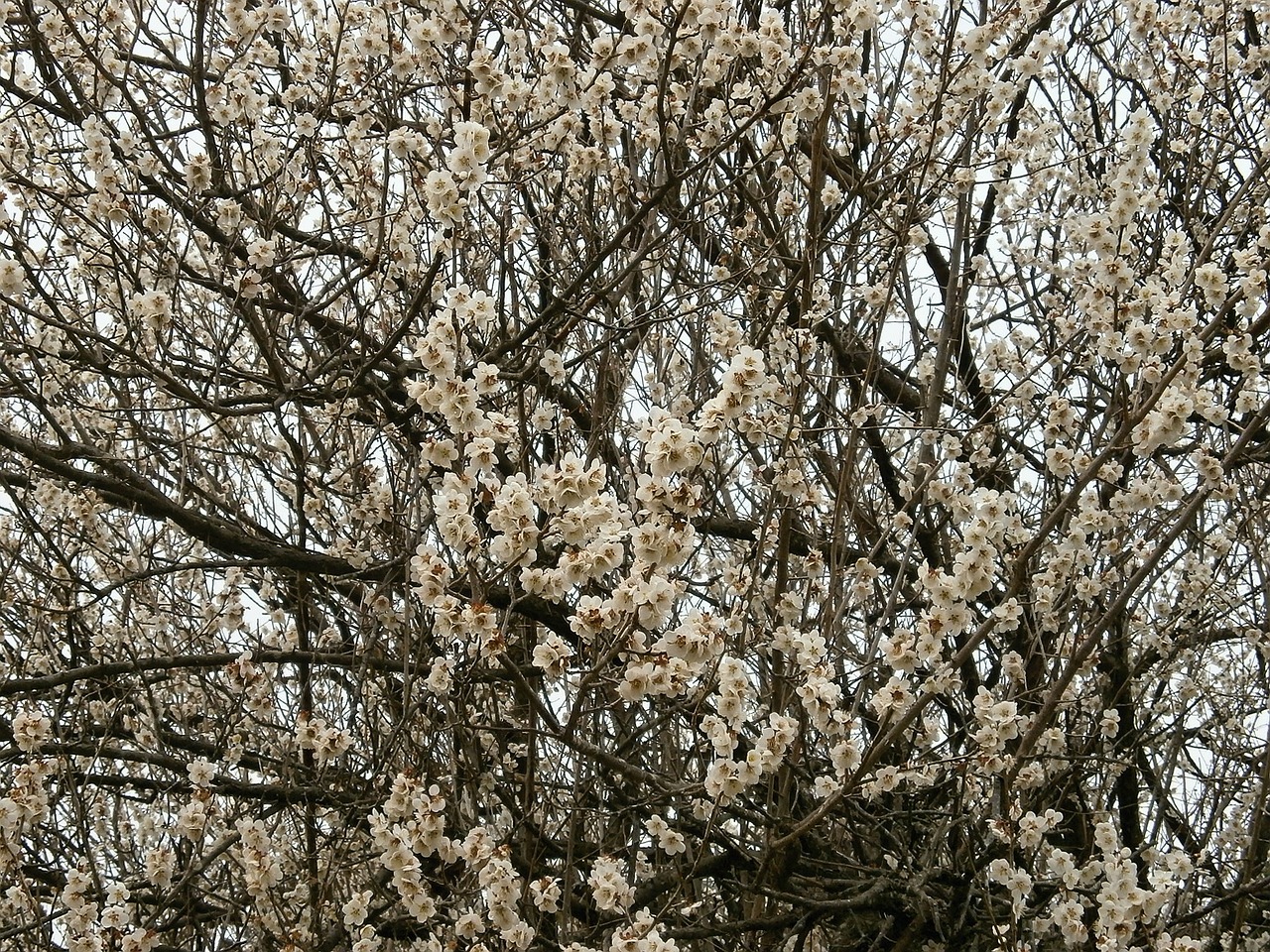 plum plum blossoms white flowers free photo