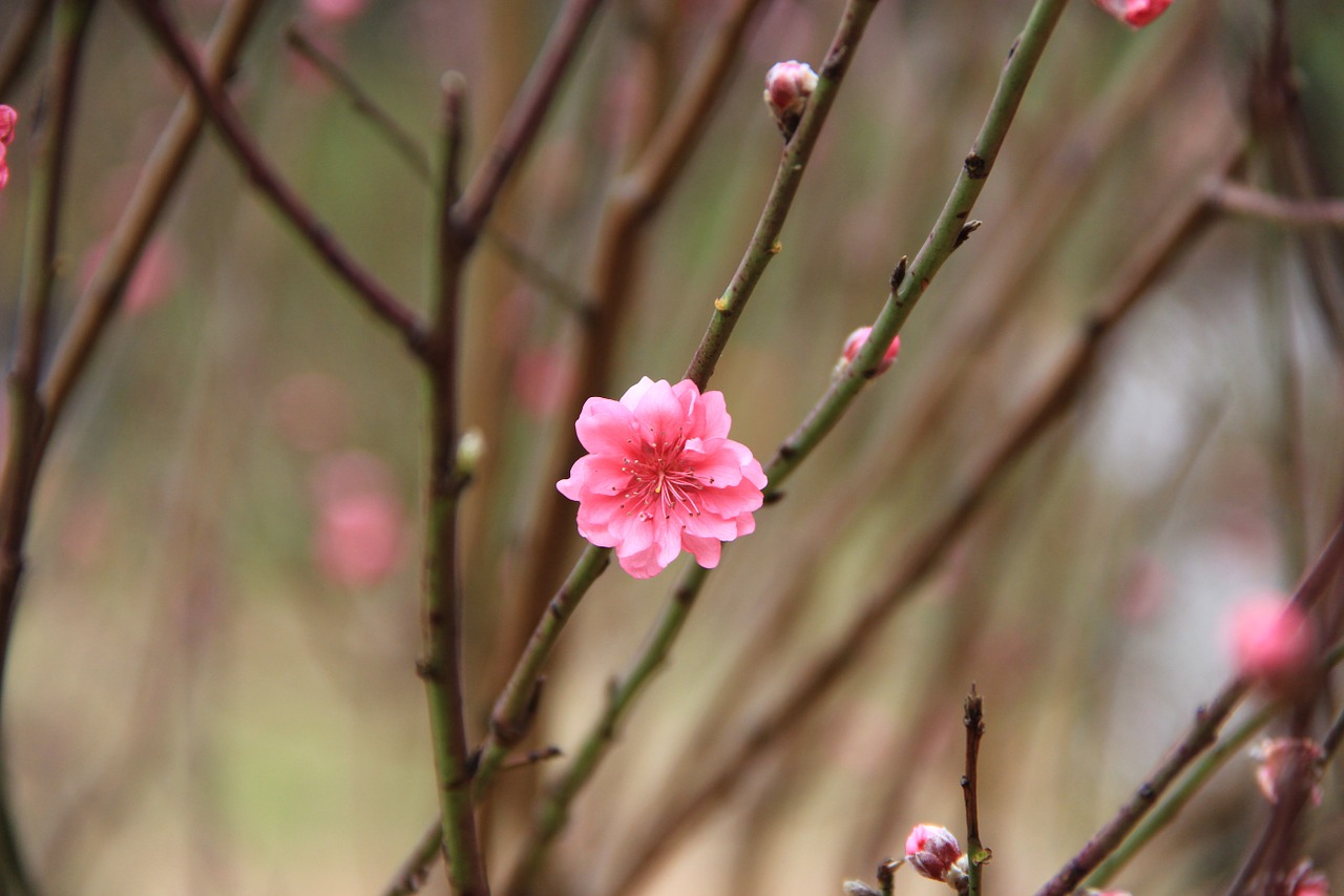 plum blossom red spring free photo