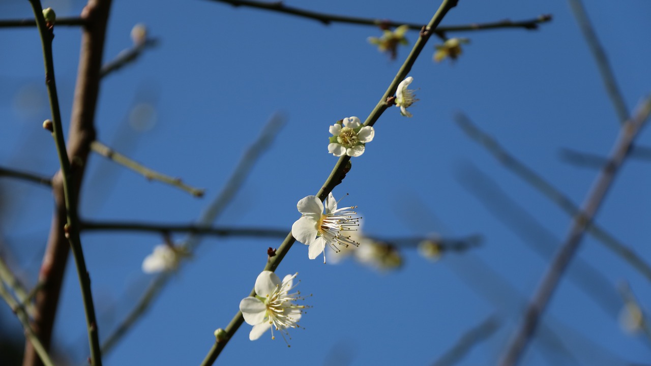 plum blossom chinese people in china white flower free photo