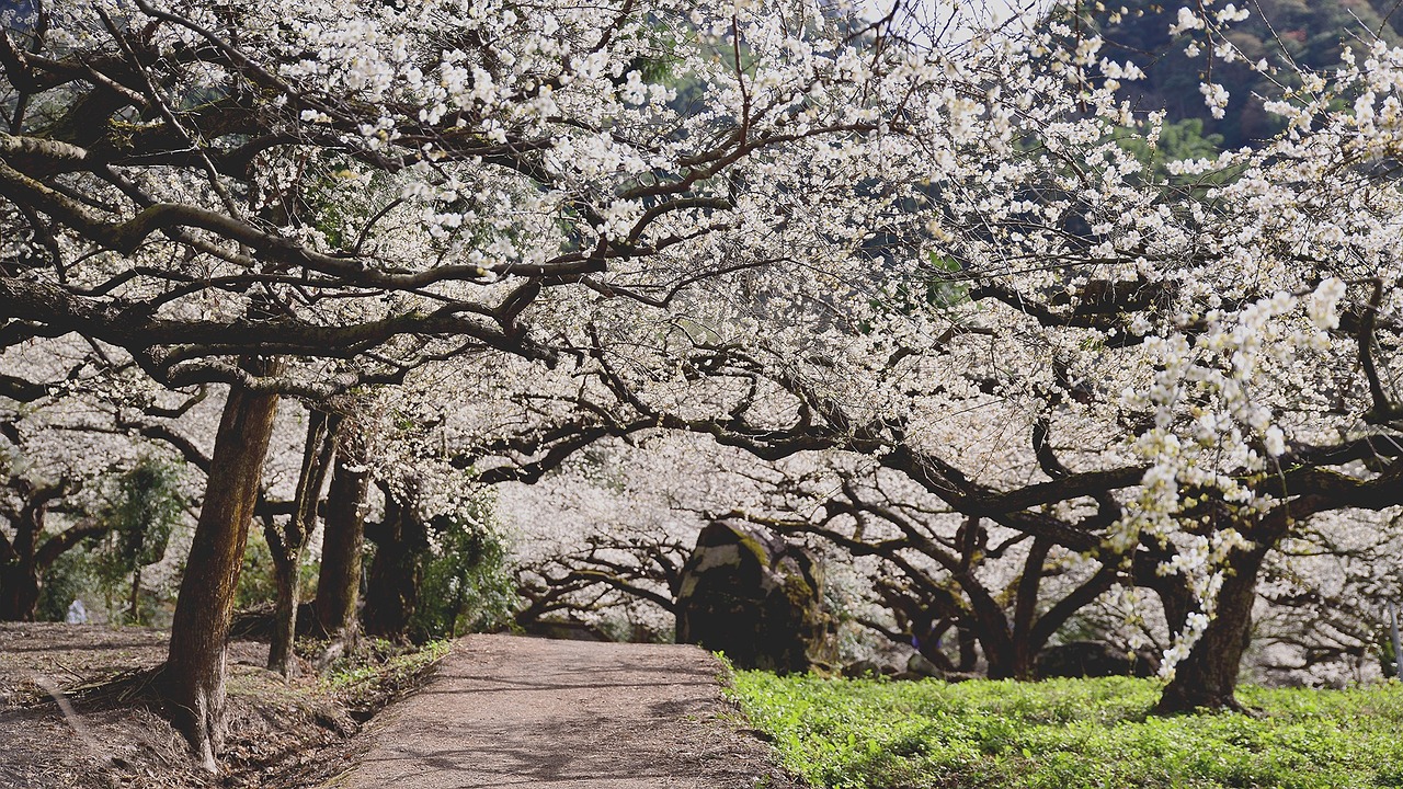 plum blossom flower alley free photo