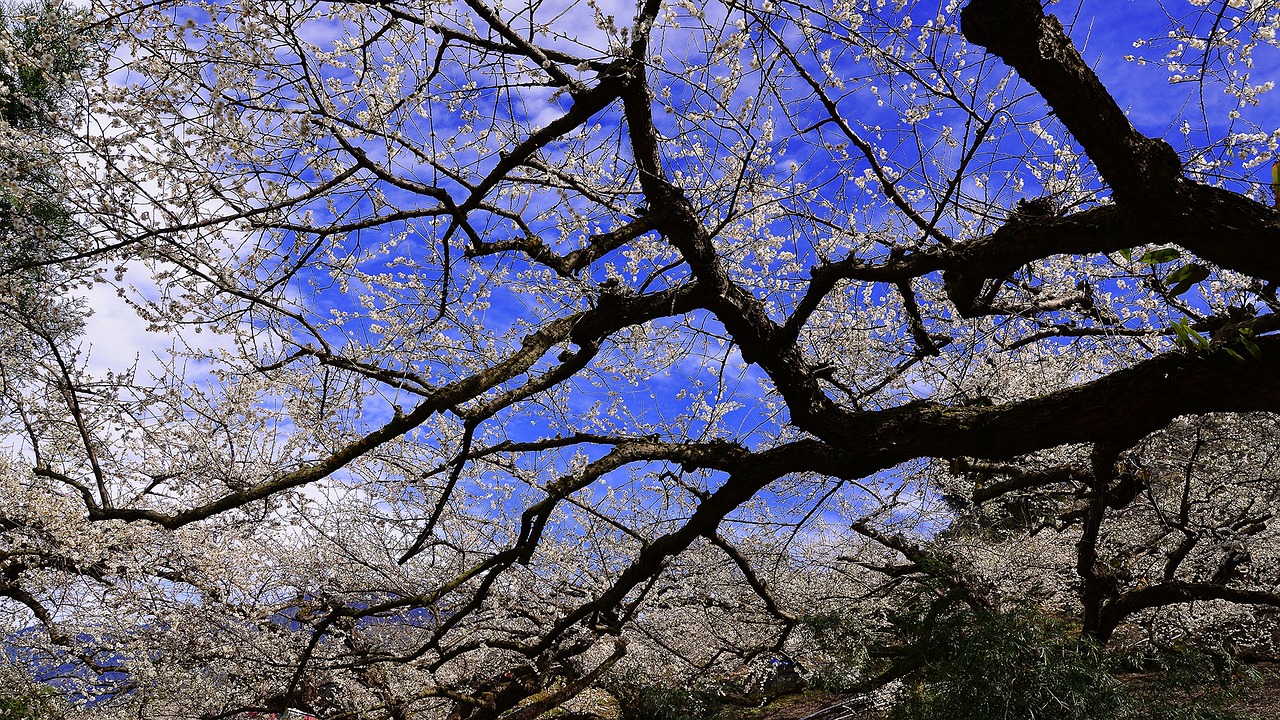 plum blossom blue day sky free photo