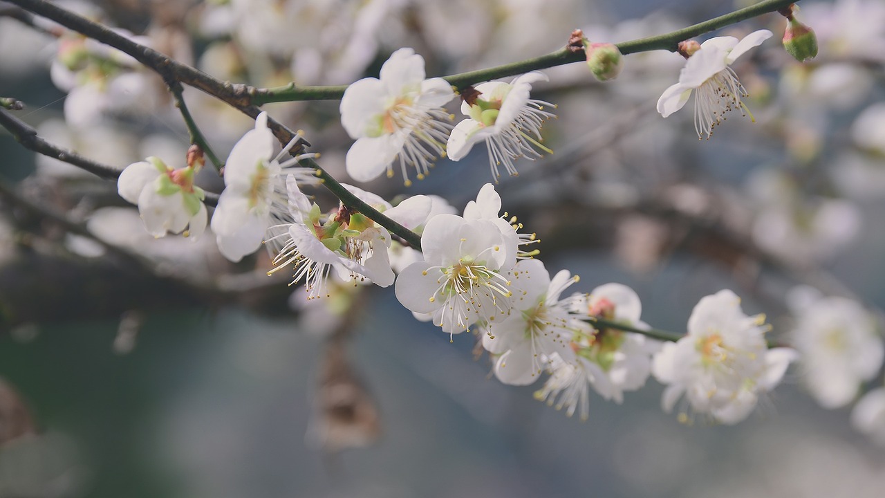 plum blossom flower petal free photo