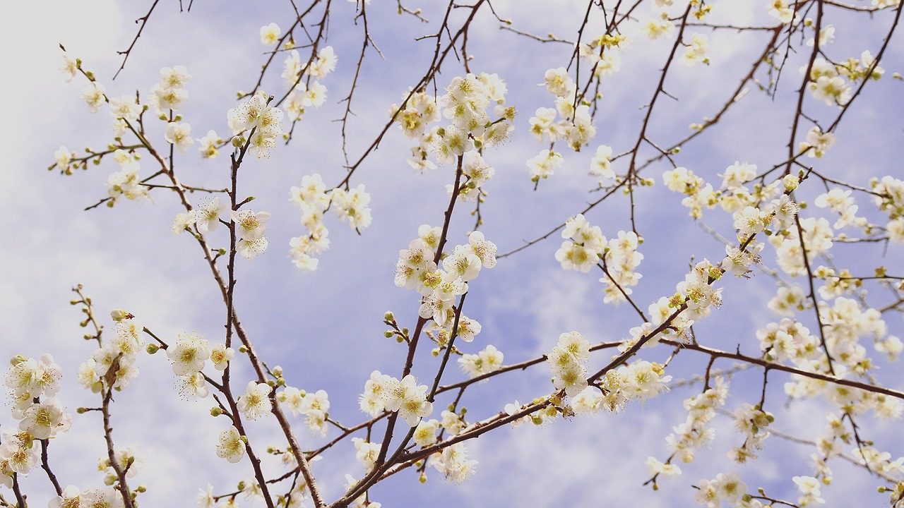 plum blossom blue day sky free photo