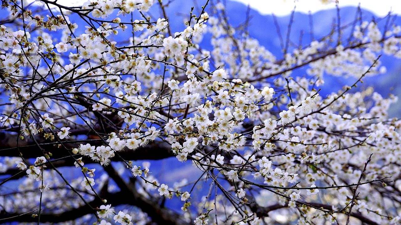 plum blossom blue day sky free photo